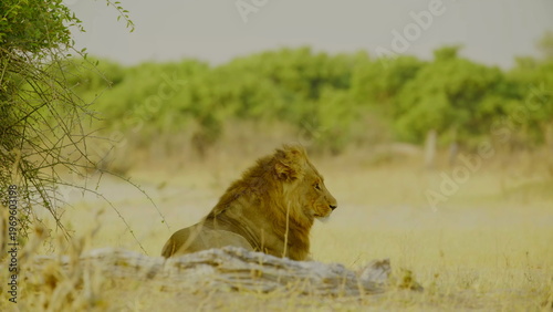 A lone male lion with a prominent mane rests in a sandy clearing bordered by lush green bushes and dry savanna grass while looking directly toward the camera in the bright daylight of africa.