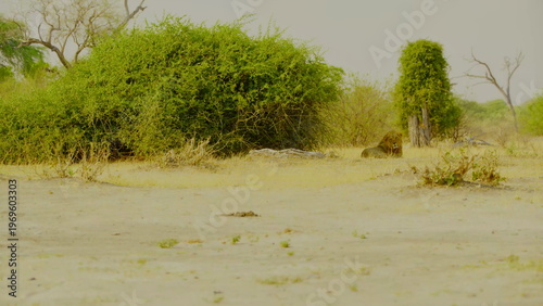 A lone male lion with a prominent mane rests in a sandy clearing bordered by lush green bushes and dry savanna grass while looking directly toward the camera in the bright daylight of africa.