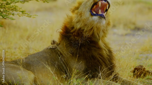 A majestic male lion shows his teeth while yawning as a tiny cub rests comfortably on his back in the golden light of the african savanna where the pair shares a quiet moment in the wild habitat.