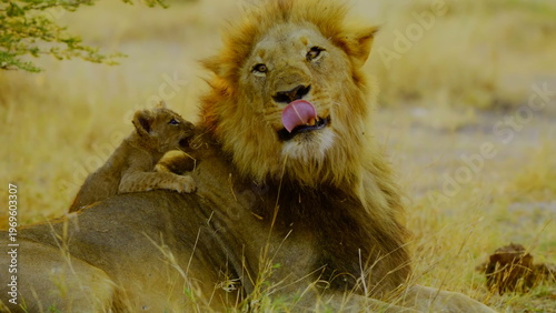 A majestic male lion shows his teeth while yawning as a tiny cub rests comfortably on his back in the golden light of the african savanna where the pair shares a quiet moment in the wild habitat.