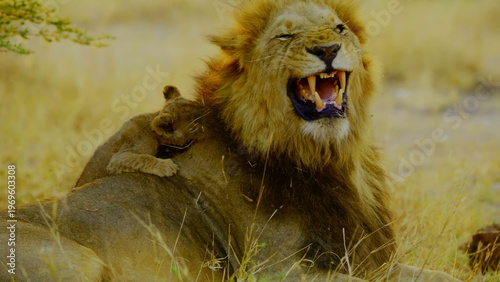 A majestic male lion shows his teeth while yawning as a tiny cub rests comfortably on his back in the golden light of the african savanna where the pair shares a quiet moment in the wild habitat.