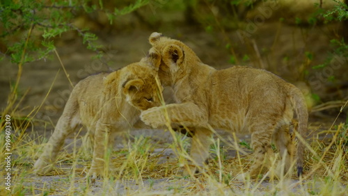 Two young lion cubs engage in playful wrestling and interaction amidst the dry grass and green bushes of the african savanna where the soft daylight highlights their spotted fur and youthful energy.