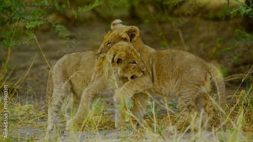 Two young lion cubs engage in playful wrestling and interaction amidst the dry grass and green bushes of the african savanna where the soft daylight highlights their spotted fur and youthful energy.
