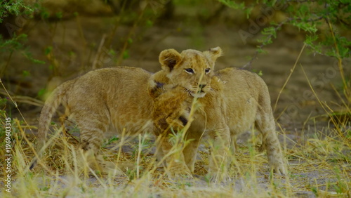 Two young lion cubs engage in playful wrestling and interaction amidst the dry grass and green bushes of the african savanna where the soft daylight highlights their spotted fur and youthful energy.