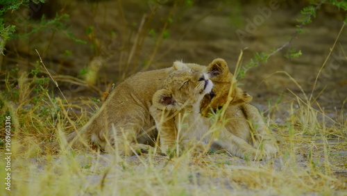 Two young lion cubs engage in playful wrestling and interaction amidst the dry grass and green bushes of the african savanna where the soft daylight highlights their spotted fur and youthful energy.