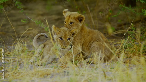Two young lion cubs engage in playful wrestling and interaction amidst the dry grass and green bushes of the african savanna where the soft daylight highlights their spotted fur and youthful energy.