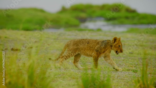 A young lion cub walks across a lush green field in the african savanna where the overcast daylight illuminates its spotted fur and determined expression as it navigates the wild natural habitat