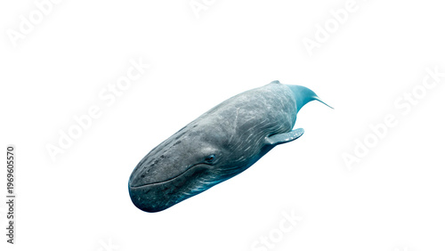 Quadro em tela Whale swimming in clear blue water during daylight hours in an ocean environment on a transparent background