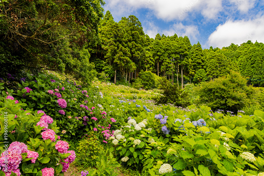 Obraz premium 千葉県 服部農園の紫陽花風景 