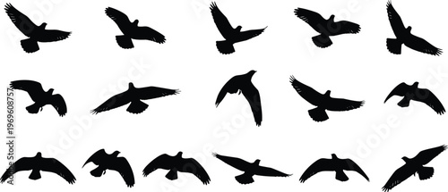 Black bird silhouette set featuring various flying poses and wing spans for eagle, hawk, and falcon icons in nature and wildlife graphic design assets.