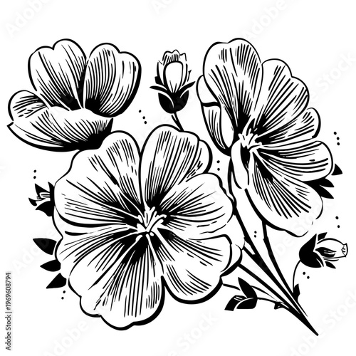 Detailed botanical illustration of flowering plant with open petals and unopened buds in vintage woodcut hatching technique