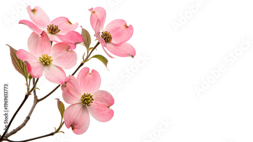 фотографія Pink dogwood flowers bloom on a branch during spring season in a garden setting