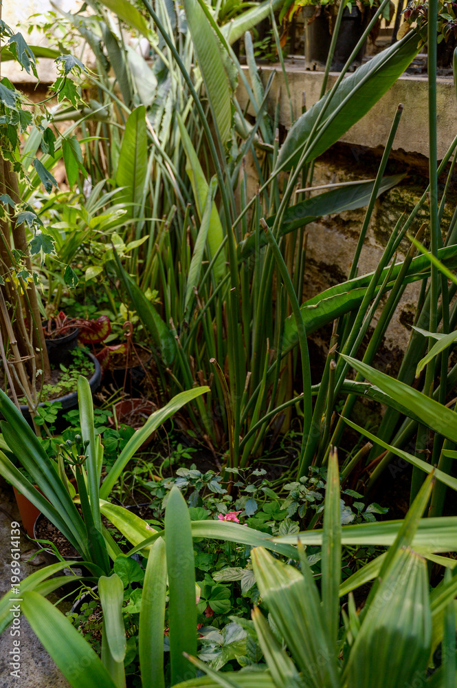 Obraz premium Giant Bird of Paradise foliage in a sunlit conservatory with a variety of exotic greenhouse plants