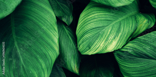 abstract tropical leaf textures on dark tone, natural green background