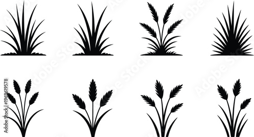 Cattail grass silhouette, black marsh plant vector with wild reed bush riverbank vegetation and swamp coastal nature elements for design.