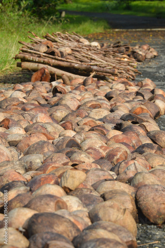 Coconut husks drying in the sun. Raw coir fiber material on the ground in rural village. Tropical agriculture industry and natural resource production.