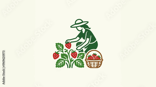Farmer Picking Strawberries in Harvest Basket