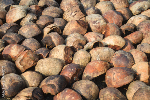 Coconut husks drying in the sun. Raw coir fiber material on the ground in rural village. Tropical agriculture industry and natural resource production.