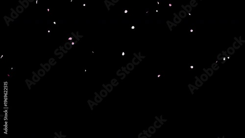 Slow Falling Small White and Pink Flower Petals Video Background with Alpha Channel, Realistic Ume Plum Blossom Animation Stock Video Overlay, Long Duration Calm Spring Wedding Atmosphere, 4K ProRes