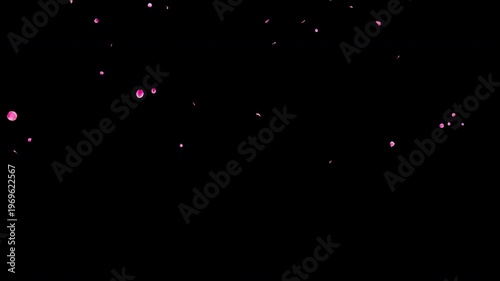 Slow Falling Small Pink Flower Petals Video Background with Alpha Channel, Realistic Ume Plum Blossom Animation Stock Video Overlay, Long Duration Calm Romantic Spring Wedding, 4K ProRes 4444
