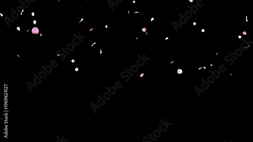 Slow Falling White and Pink Flower Petals Video Background with Alpha Channel, Larger Natural Flow Ume Plum Blossom Animation Stock Video Overlay, Long Duration Spring Wedding Celebration, 4K ProRes