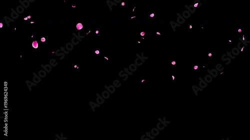Slow Falling Pink Flower Petals Video Background with Alpha Channel, Larger Natural Flow Ume Plum Blossom Animation Stock Video Overlay, Long Duration Romantic Spring Wedding Celebration, 4K ProRes