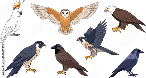 Bird of Prey Vector Set Eagle Falcon Owl Raven Hawk Wildlife Collection
