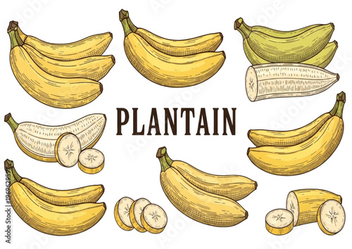 Artistic Hand-Drawn Variety Set of Ripe Bananas and Versatile Plantains, Presented Whole, Peeled, and Sliced for Culinary Use