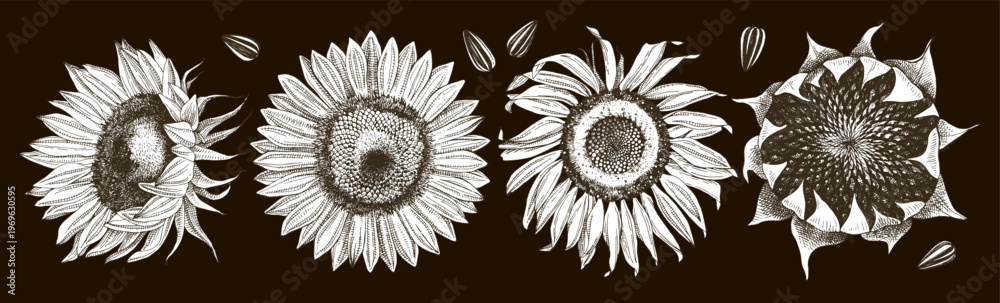 Obraz premium Sunflowers sketched vector collection with flowers and seeds