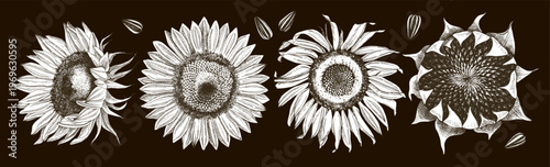 Sunflowers sketched vector collection with flowers and seeds