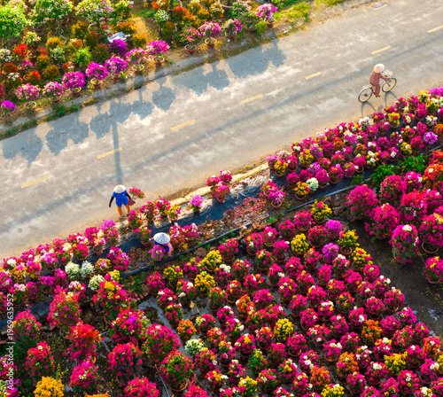 Aerial view of Phu Son village of bougainvillea blooms throughout Ben Tre, Vietnam