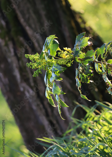 Canvastavla Fioritura di fiori di maonia gialli, mahonia aquifolium,  in un parco italiano i