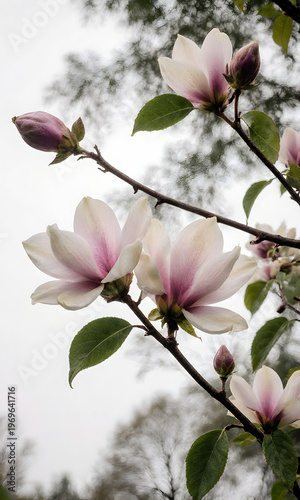 Wallpaper Mural Pink and white magnolia flowers blooming on branch under overcast sky   Torontodigital.ca