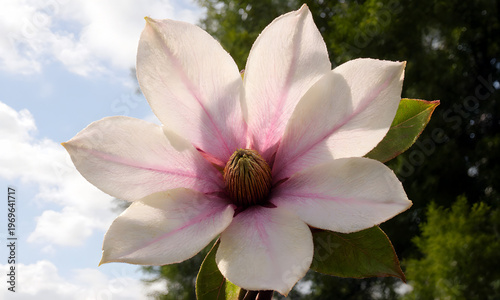 Wallpaper Mural Magnolia flower in bloom with pink accents against blue sky   Torontodigital.ca