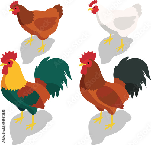 Isometric farm chicken livestock illustration