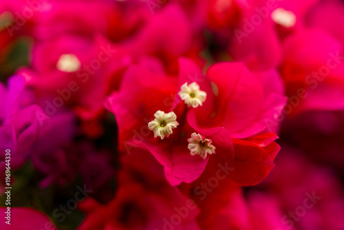 view of bougainvillea blooms throughout Phu Son village, Ben Tre, Vietnam. It's famous in Cho Lach, Mekong Delta