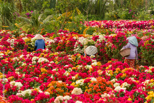View of a Vietnamese woman wearing a traditional conical hat working in Phu Son village of bougainvillea blooms throughout Ben Tre, Vietnam