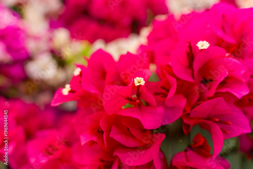 view of bougainvillea blooms throughout Phu Son village, Ben Tre, Vietnam. It's famous in Cho Lach, Mekong Delta