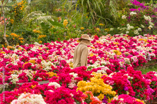 View of a Vietnamese man working in Phu Son village of bougainvillea blooms throughout Ben Tre, Vietnam. It's famous in Cho Lach, Mekong Delta in Tet holiday