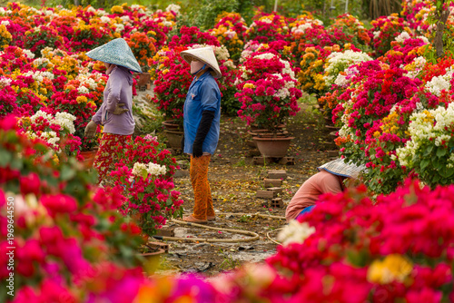 View of a Vietnamese woman wearing a traditional conical hat working in Phu Son village of bougainvillea blooms throughout Ben Tre, Vietnam