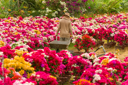View of a Vietnamese man working in Phu Son village of bougainvillea blooms throughout Ben Tre, Vietnam. It's famous in Cho Lach, Mekong Delta in Tet holiday