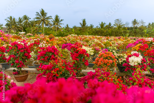 view of bougainvillea blooms throughout Phu Son village, Ben Tre, Vietnam. It's famous in Cho Lach, Mekong Delta