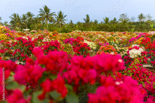 view of bougainvillea blooms throughout Phu Son village, Ben Tre, Vietnam. It's famous in Cho Lach, Mekong Delta