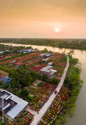 Aerial view of Phu Son village of bougainvillea blooms throughout Ben Tre, Vietnam