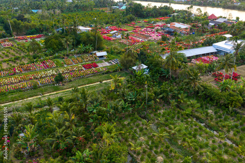 Aerial view of Phu Son village of bougainvillea blooms throughout Ben Tre, Vietnam