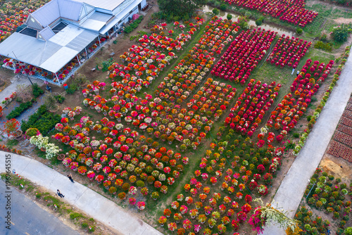 Aerial view of Phu Son village of bougainvillea blooms throughout Ben Tre, Vietnam