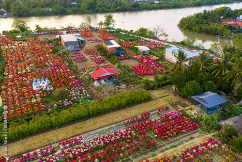 Aerial view of Phu Son village of bougainvillea blooms throughout Ben Tre, Vietnam