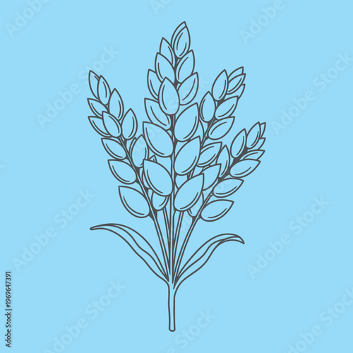 Minimal line of wheat on blue background line minimal blue background plant leaves stem