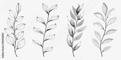 Delicate botanical illustration featuring several slender branches with leaves