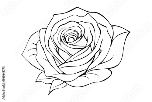 rose outline coloring book page line art vector illustration